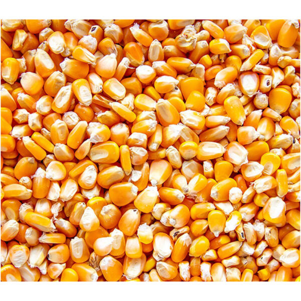 Yellow Corn 100% Yellow Dried Maize