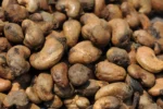 Cashews Nuts – Raw - Image 2