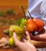 Cashews – Raw, Pieces – ORGANIC - Image 3