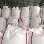 White Corn (Maize) - Image 2